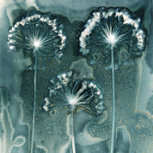 Fireworks. Three Alliums. Wet cyanotype by Jill Welham. Award winning image. International Garden Photographer of the Year 